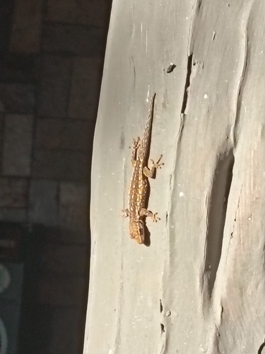 Angulate dwarf gecko