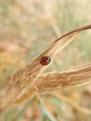 Coccinella californica