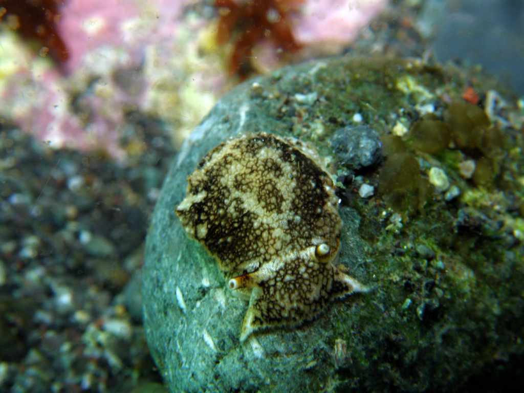 Pleurobranchaea japonica