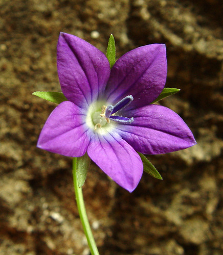 Campanula sidoniensis