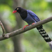 Taiwan Blue-Magpie - Photo (c) 吳政翰, some rights reserved (CC BY-NC-ND), uploaded by 吳政翰