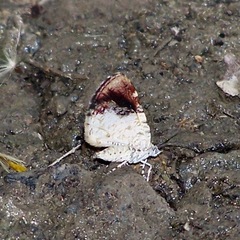 Heterusia