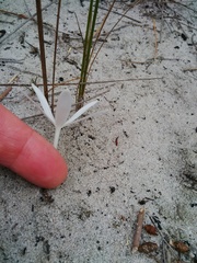 Gethyllis verticillata