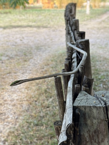 Eastern Twig Snake