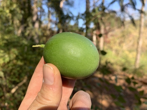 Passiflora incarnata