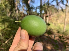 Passiflora incarnata