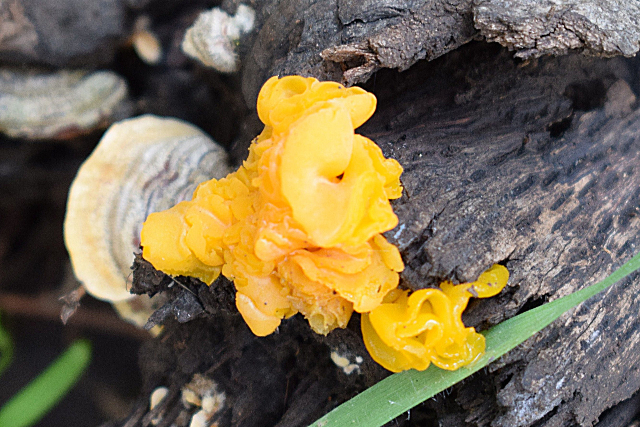 Tremella aurantia image