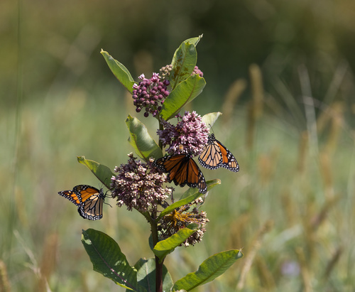 Monarch photographed in North Carolina