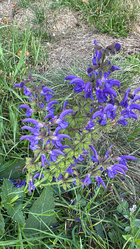 Alpine Meadow Sage (Salvia saccardiana)