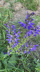 Salvia saccardiana, photograph William Stephens, CC BY, iNaturalist via GBIF