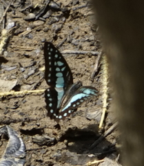 Graphium evemon