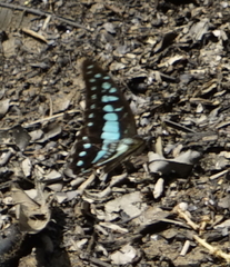 Graphium evemon