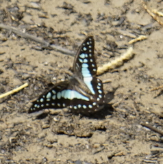 Graphium evemon