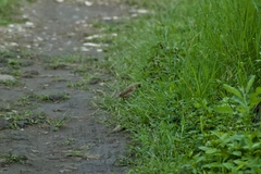 Passer rufocinctus