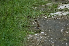 Passer rufocinctus