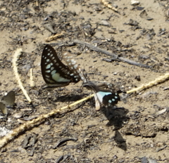 Graphium evemon