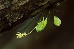 Specklinia