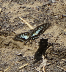 Graphium evemon