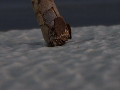 Psychidae