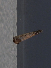 Psychidae