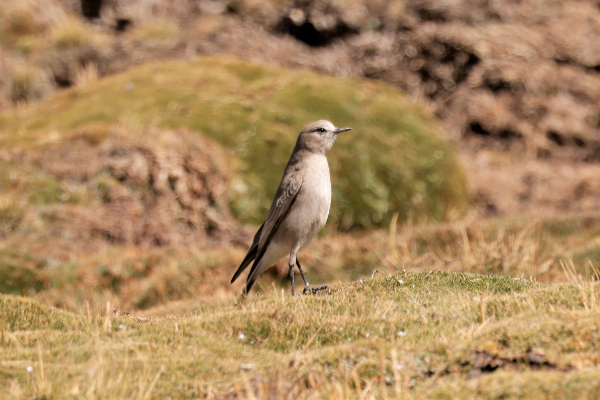 White-fronted Ground Tyrant (Muscisaxicola albifrons), photo 1