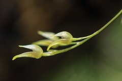 Specklinia