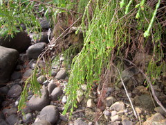 Passerina drakensbergensis
