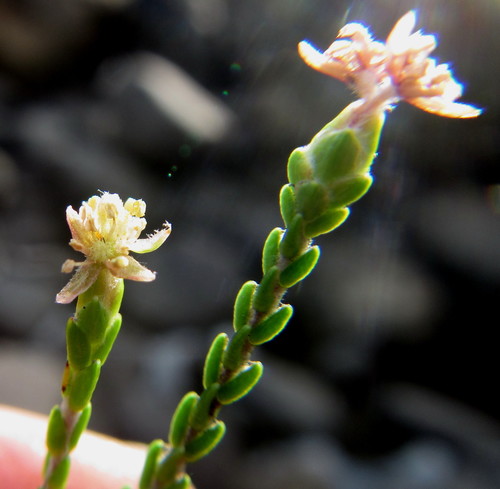 Berg Gonna (Passerina drakensbergensis)
