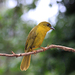 Olive-green Tanager - Photo (c) Douglas Bete, some rights reserved (CC BY-NC), uploaded by Douglas Bete