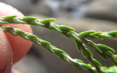 Passerina drakensbergensis