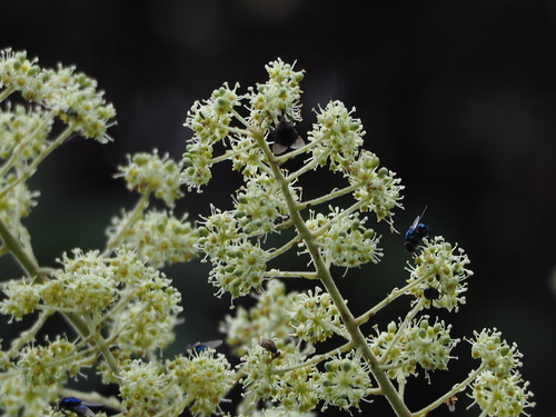 Aralia decaisneana (Aralia decaisneana)