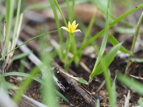 Hypoxis aurea (Hypoxis aurea)
