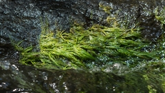 Marathrum