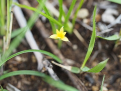 Hypoxis aurea