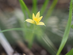 Hypoxis aurea