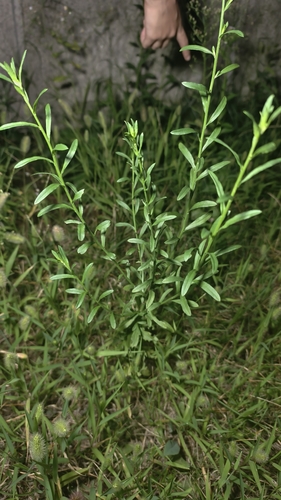 Heteropappus hispidus