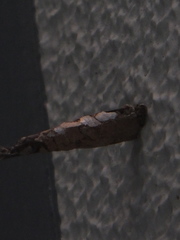 Psychidae