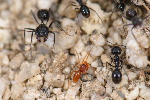 Genus Escaphiella · iNaturalist