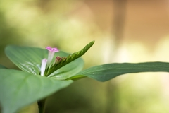 Spigelia hamelioides