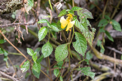 Impatiens falcifer