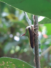 Umbonia ataliba