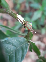 Umbonia ataliba