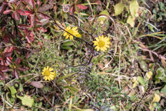 Senecio chrysanthemoides