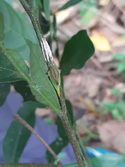 Umbonia ataliba