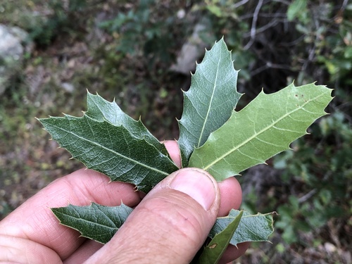 Quercus devia