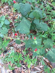 Malvaviscus arboreus