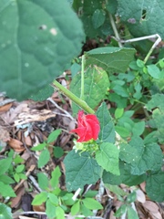 Malvaviscus arboreus