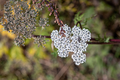 Selinum