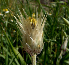 Catananche lutea