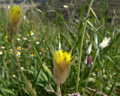 Catananche lutea